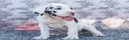Great Dane dogs for sale: Erin - Ad 1