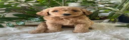 Mini Goldendoodle dogs for sale: Alyssa - Ad 1