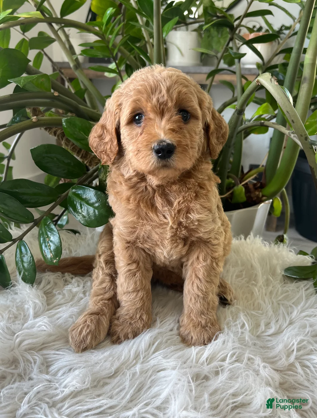 Mini Goldendoodle dogs for sale: Alyssa - Ad 1