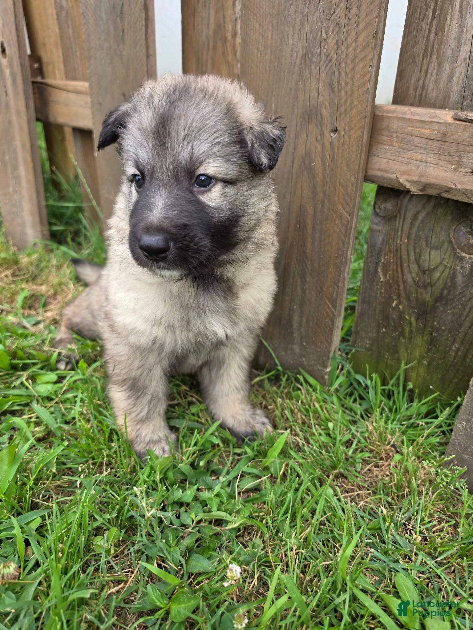 German Shepherd dogs German Shepherd 4 - Ad 2