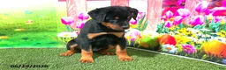 Rottweiler dogs for sale: Lucy - Ad 3