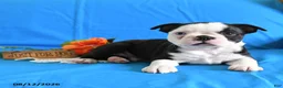Boston Terrier dogs for sale: Alex - Ad 3