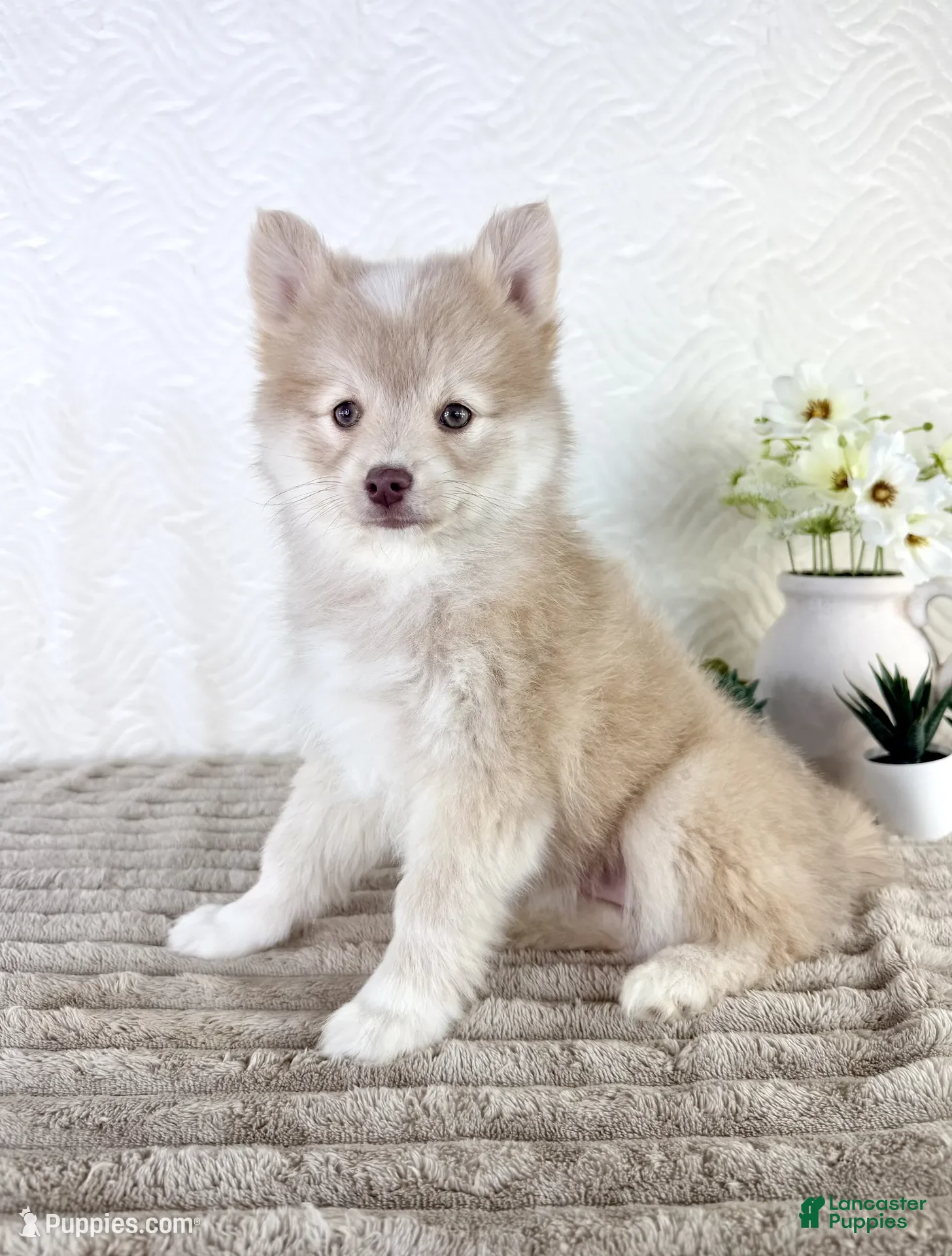 Pomsky dogs Baloo - Ad 31