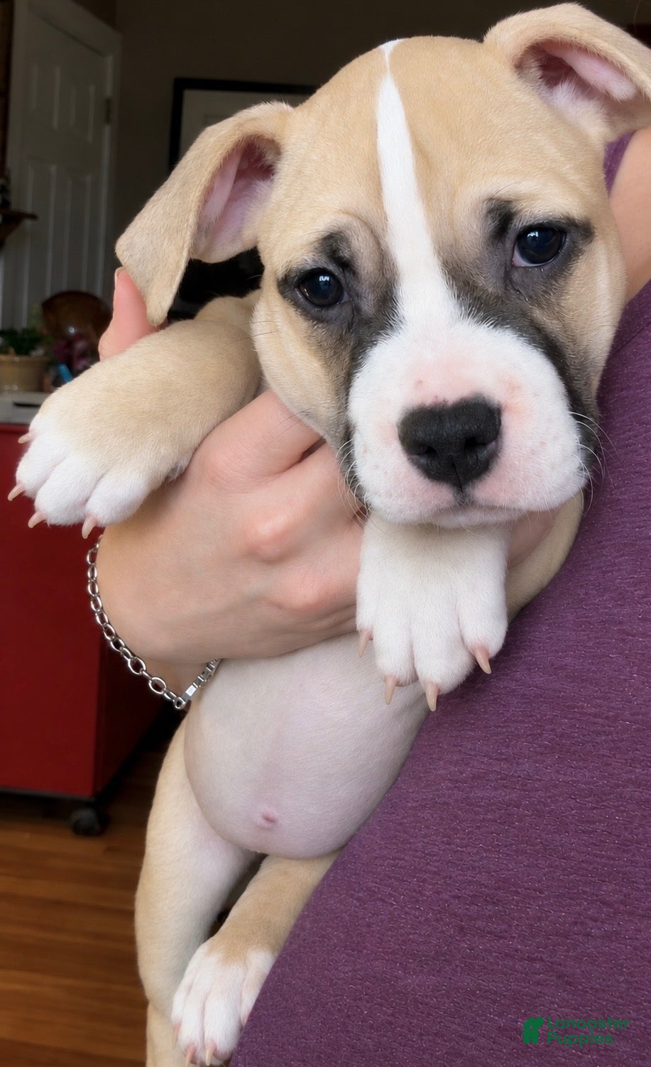 American Bully dogs for sale: Beautiful Pocket Bully Female - Ad 3