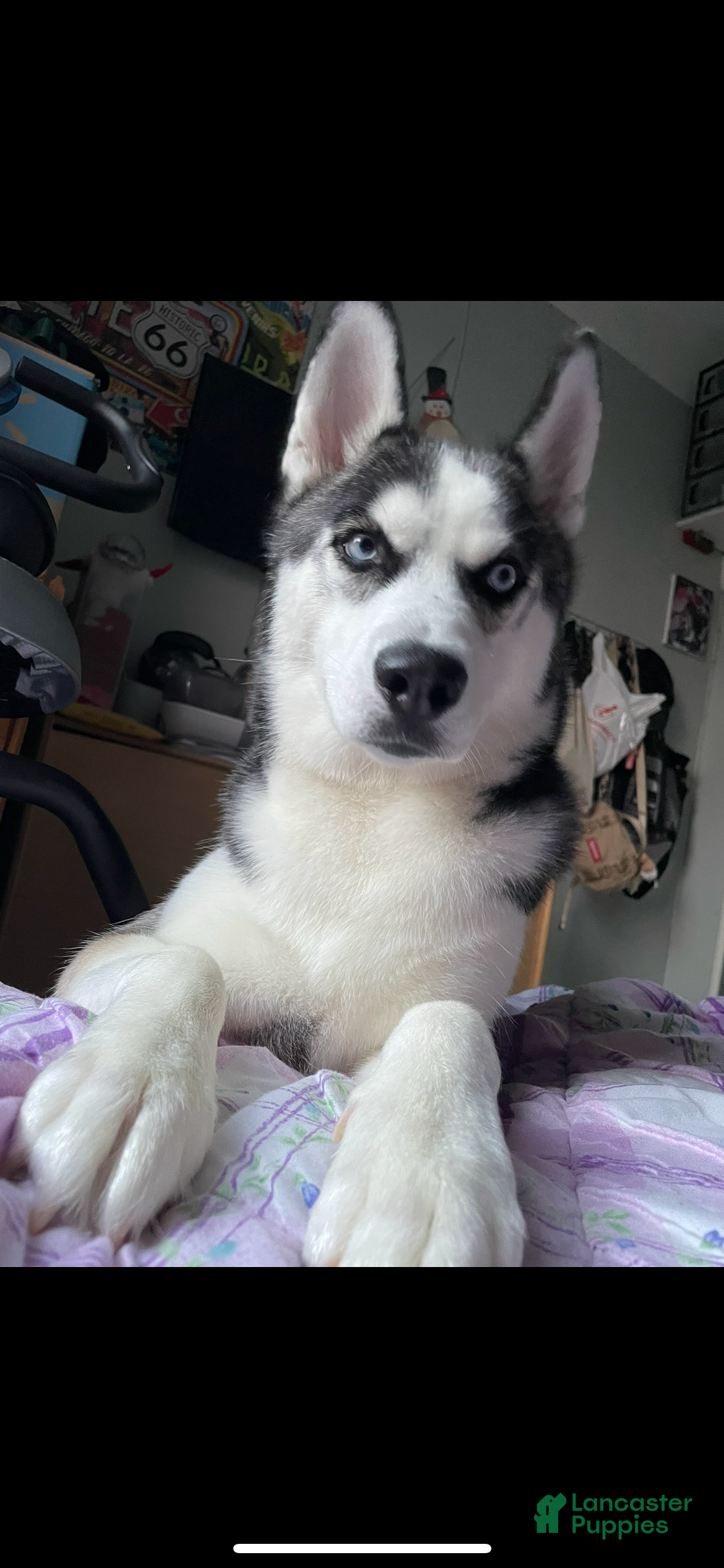 Siberian Husky dogs Koda - Ad 41