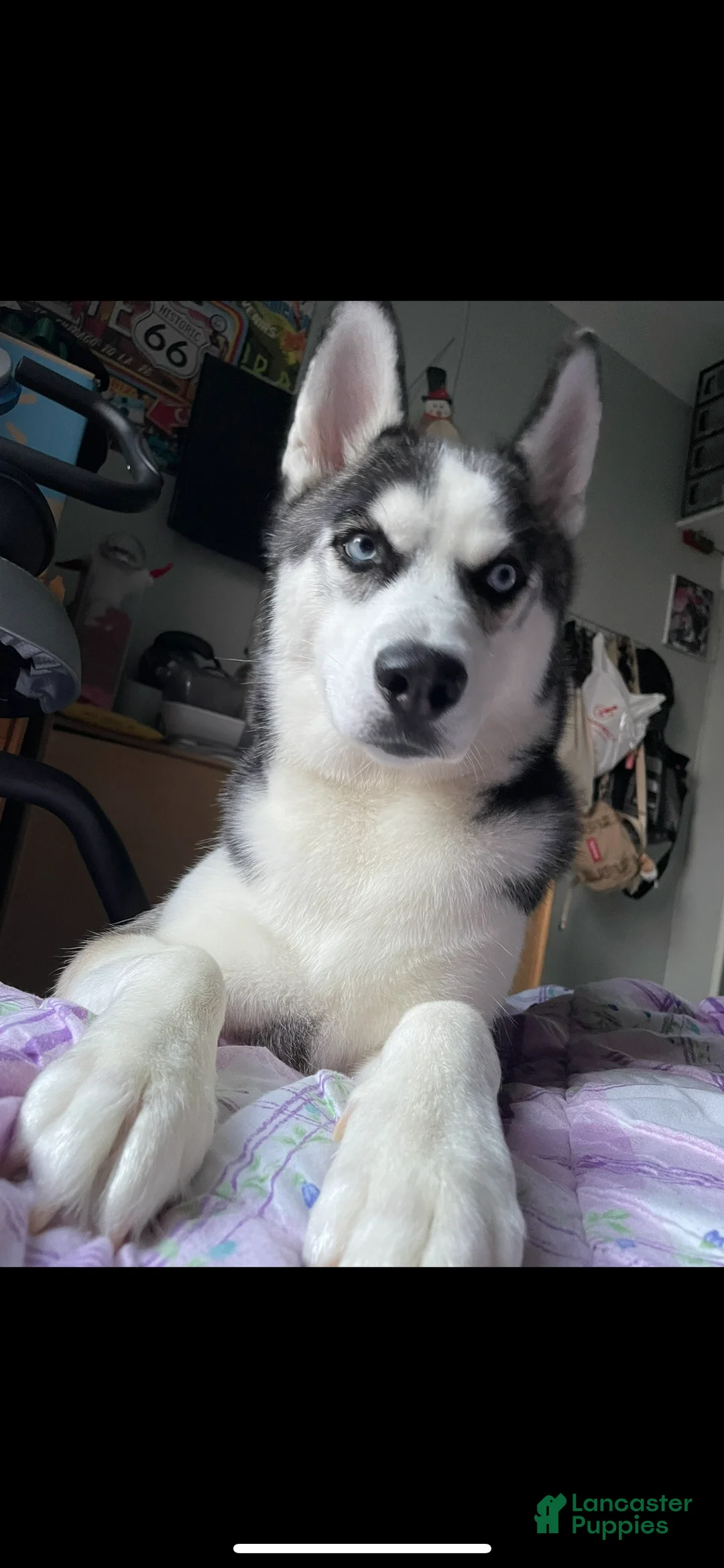 Siberian Husky dogs for sale: Koda - Ad 1