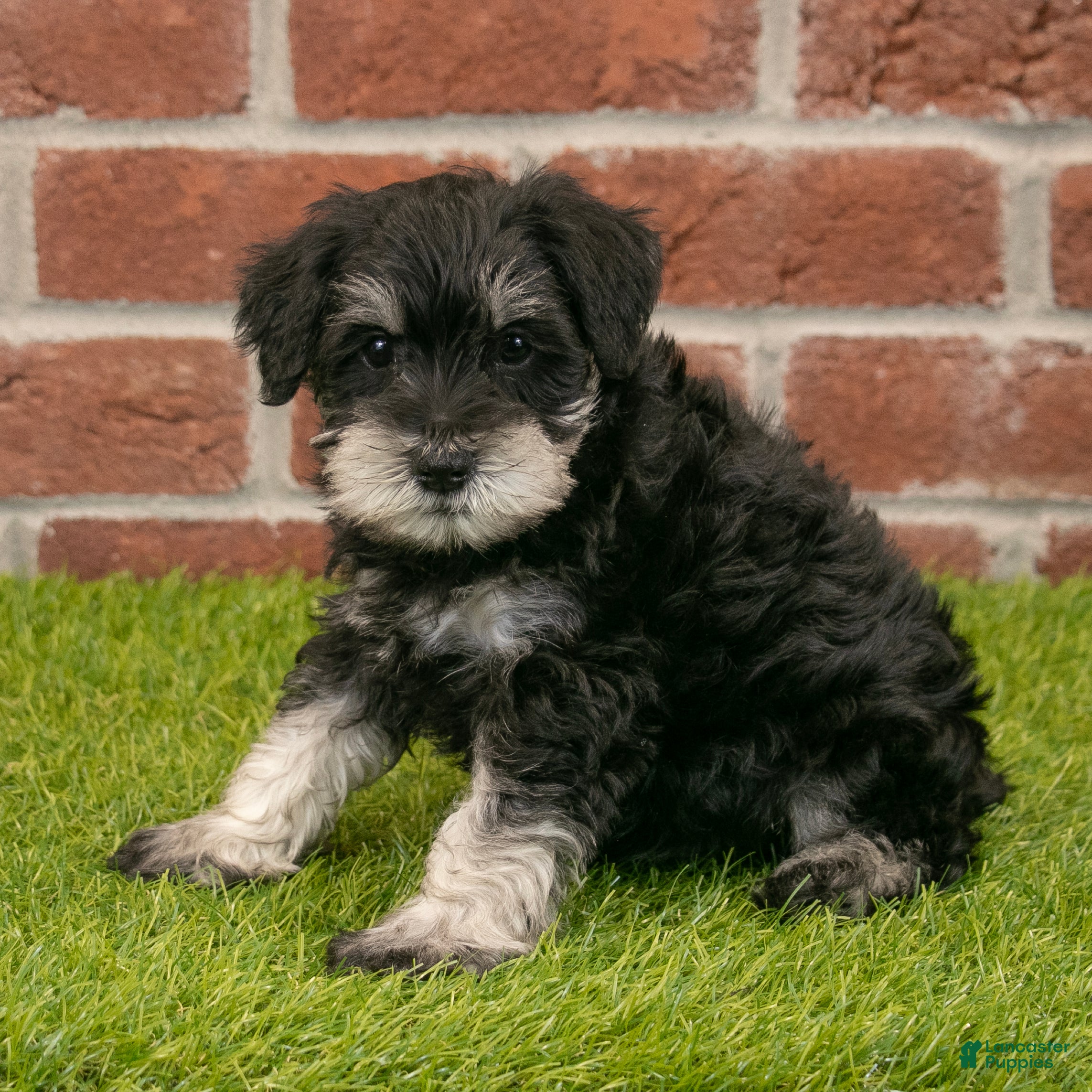 Miniature Schnauzer dogs Finn - Ad 2