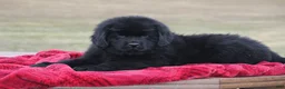 Newfoundland dogs for sale: Theo - Ad 10