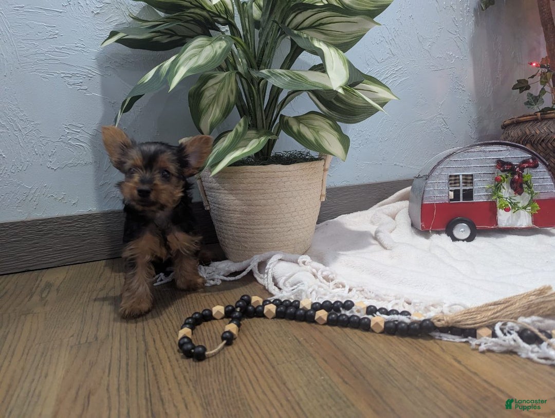 Yorkshire Terrier dogs for sale: Ziva - Ad 4