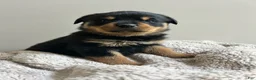 Rottweiler dogs for sale: Reese - Ad 3