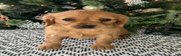Miniature Golden Retriever dogs for sale: Lenny - Ad 6