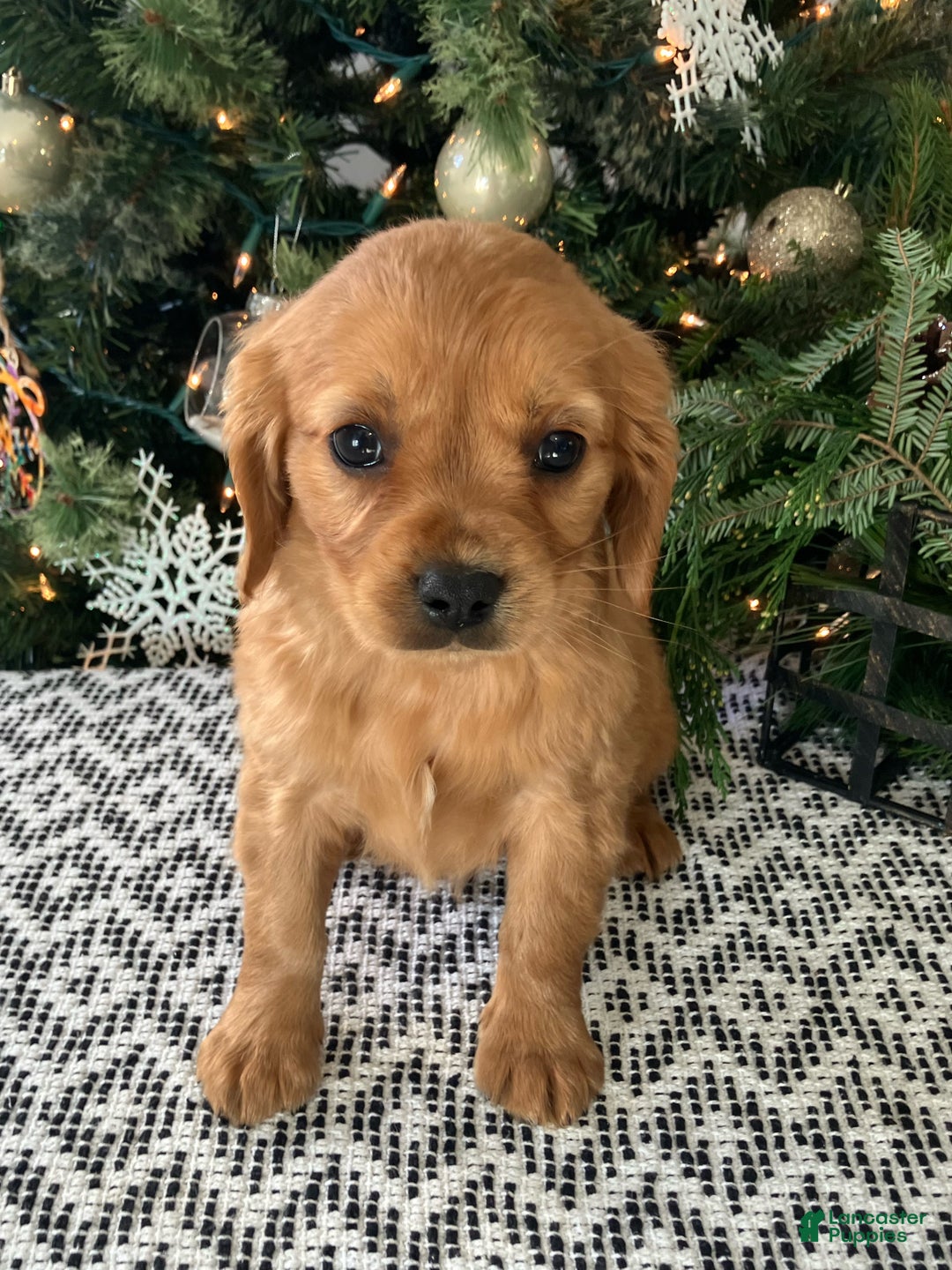Miniature Golden Retriever dogs for sale: Lenny - Ad 6