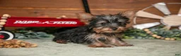 Yorkshire Terrier dogs for sale: Kali - Ad 3