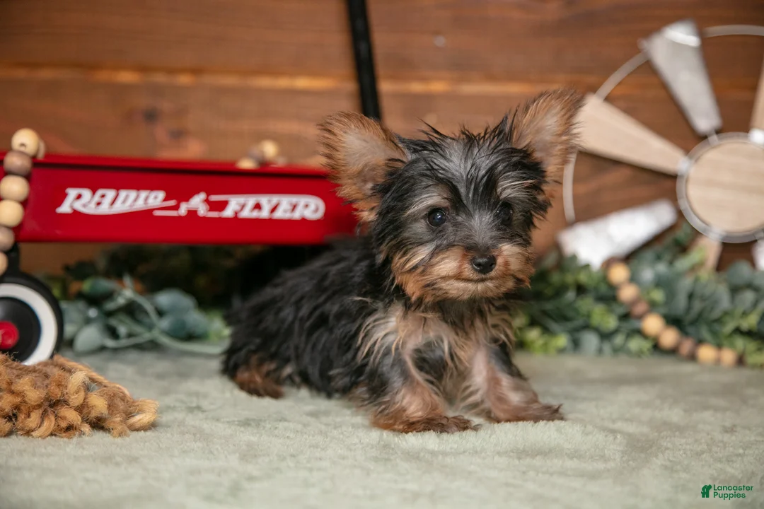Yorkshire Terrier dogs for sale: Kali - Ad 3
