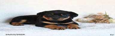 Dixie