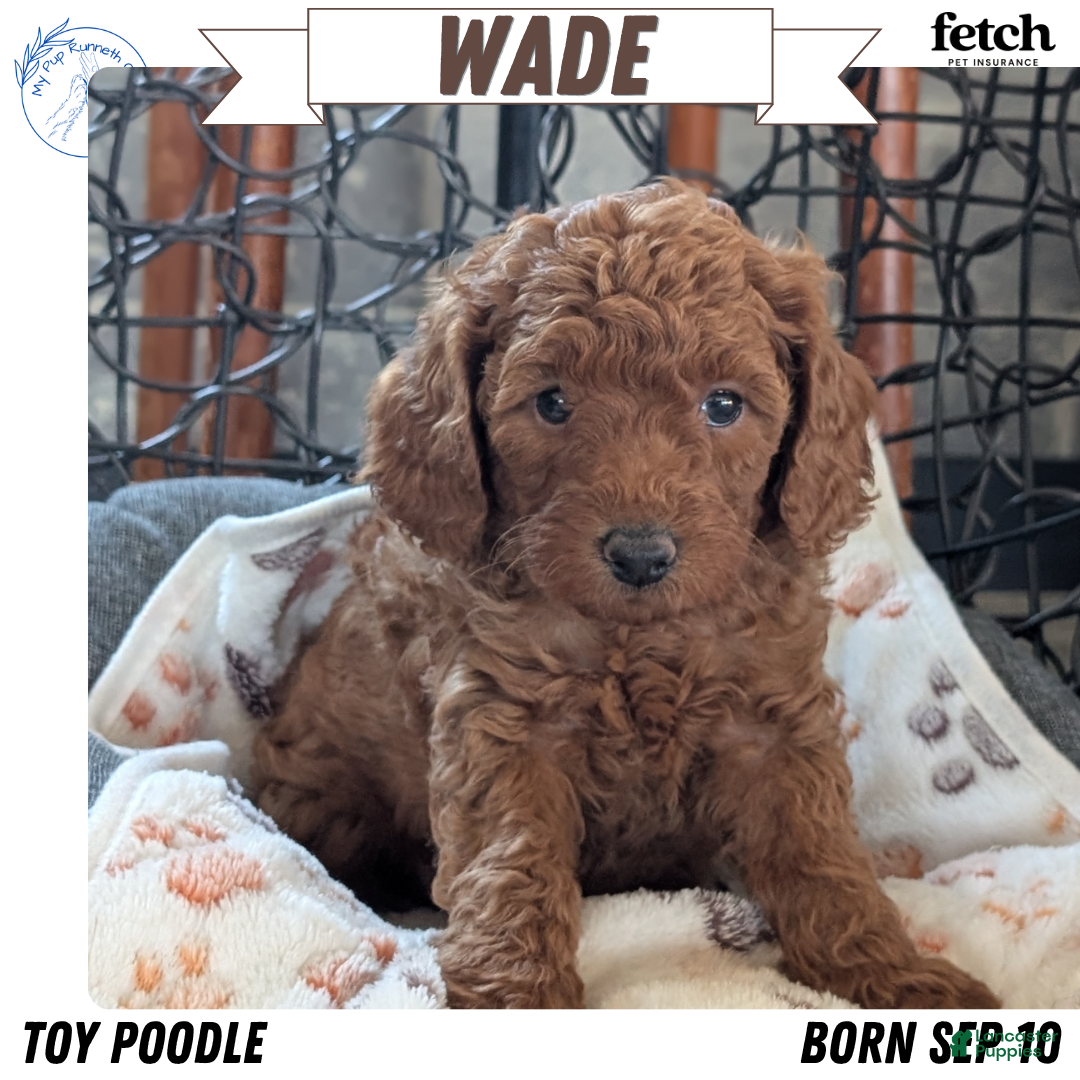 Toy Poodle dogs for sale: Wade - Ad 1