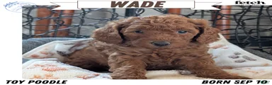 Wade