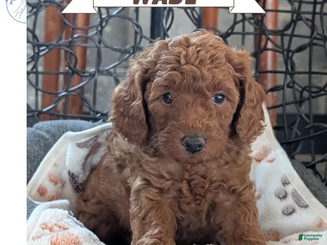 Toy Poodle dogs for sale: Wade - Ad 1