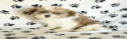 Shorkie dogs for sale: Ivanhoe - Ad 3