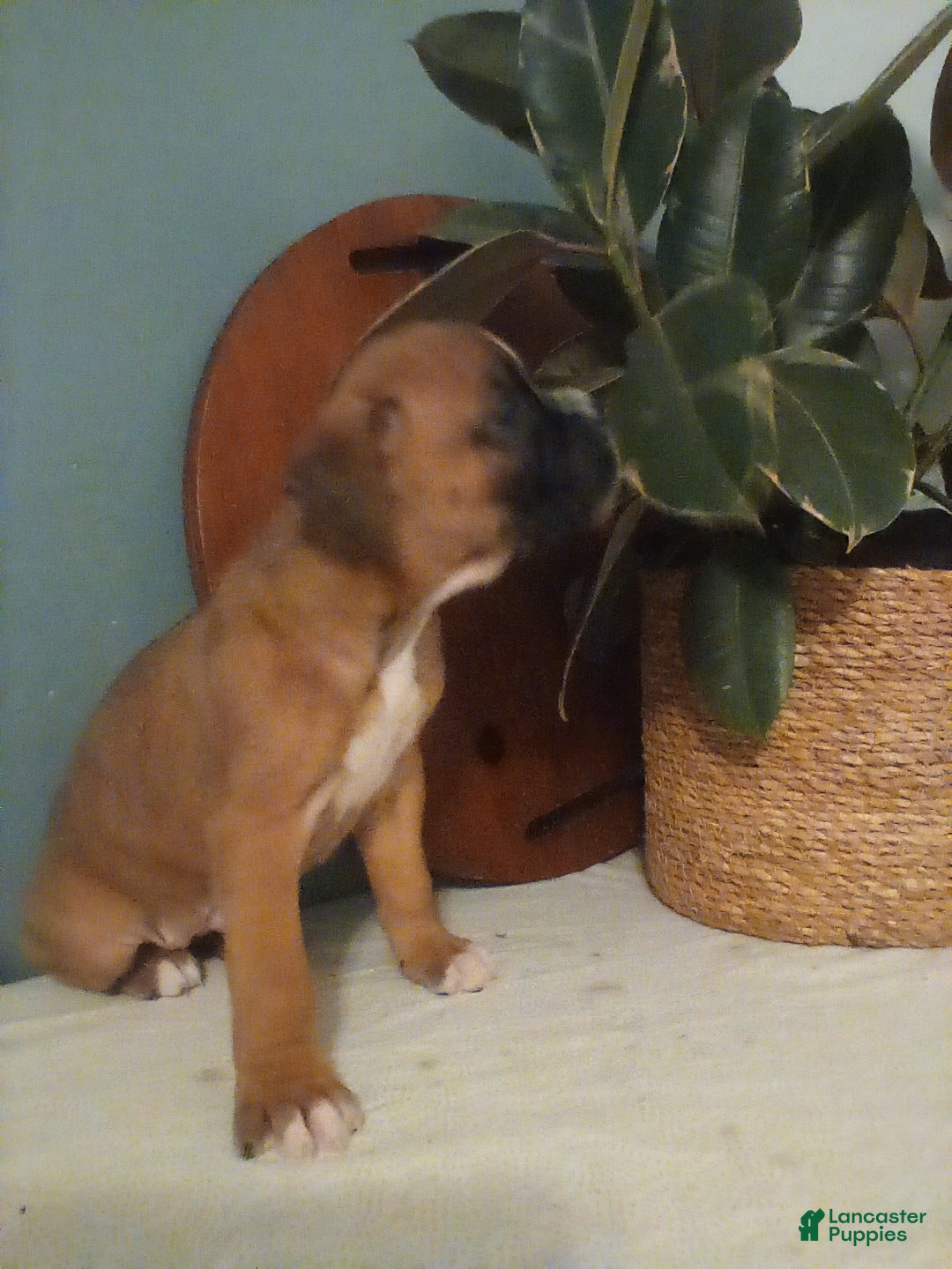 Boxer dogs for sale: Boxer Puppy 1 - Ad 2