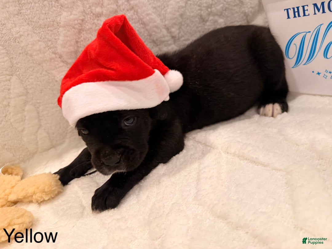 Cane Corso dogs for sale: Thor (yellow)  - Ad 4