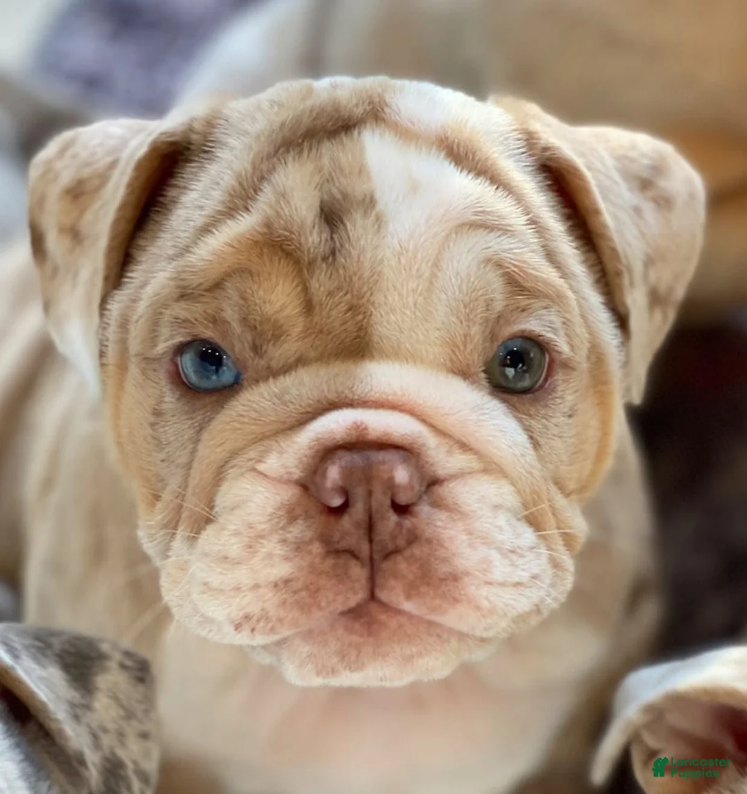 English Bulldog dogs for sale: ERNEST - Ad 1