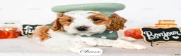 Cavapoo dogs for sale: Choux - Ad 3