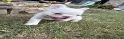 French Bulldog dogs for sale: CottonBall - Ad 3