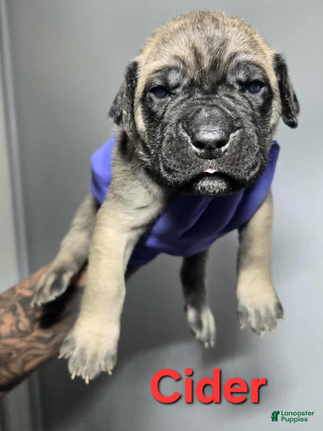 Cane Corso Puppy for sale in Elkhart Lancaster Puppies