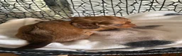 Miniature Dachshund dogs for sale: River - Ad 9