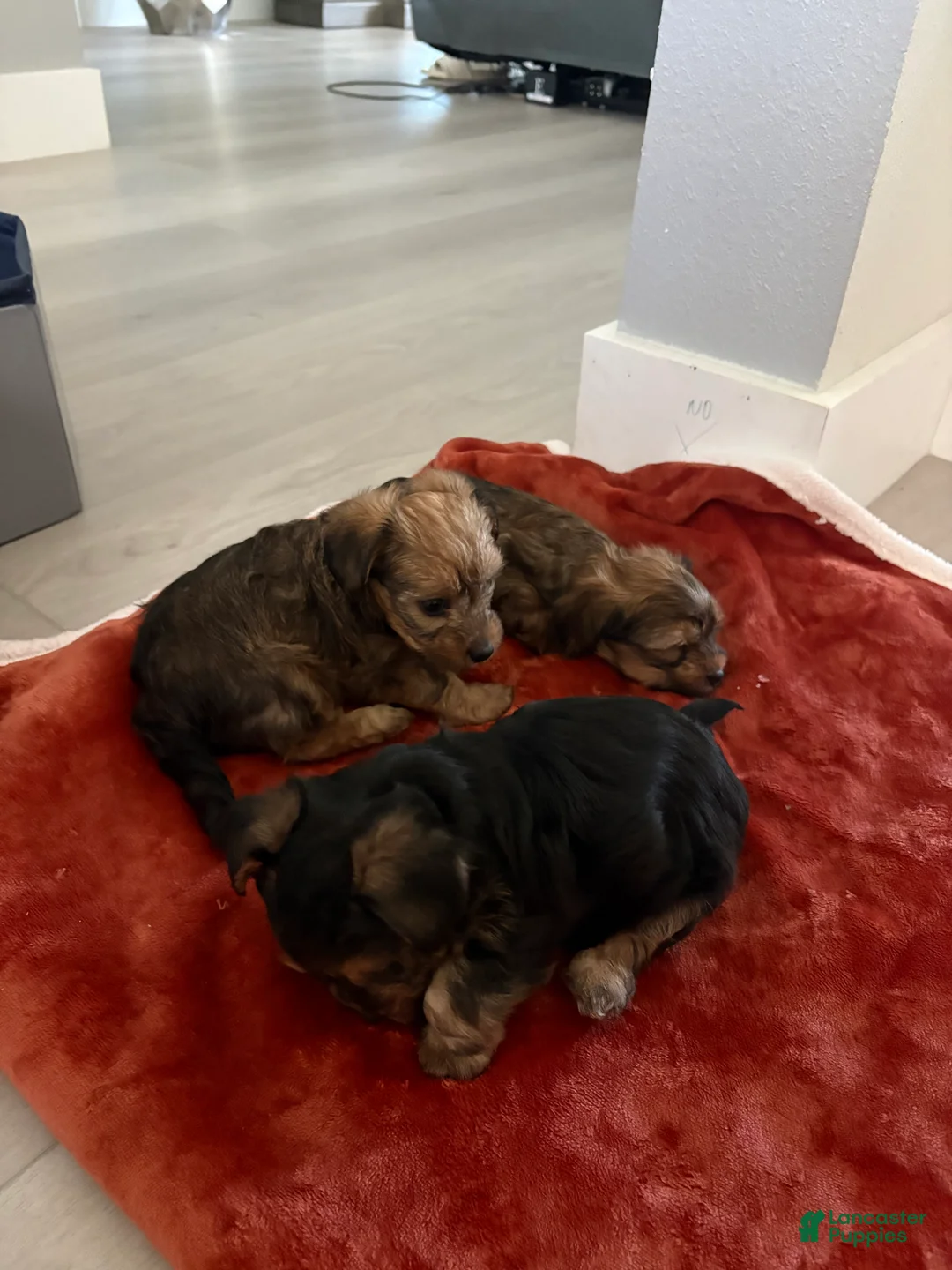 Yorkiepoo dogs for sale: Yorkiepoo Puppy 1 - Ad 4