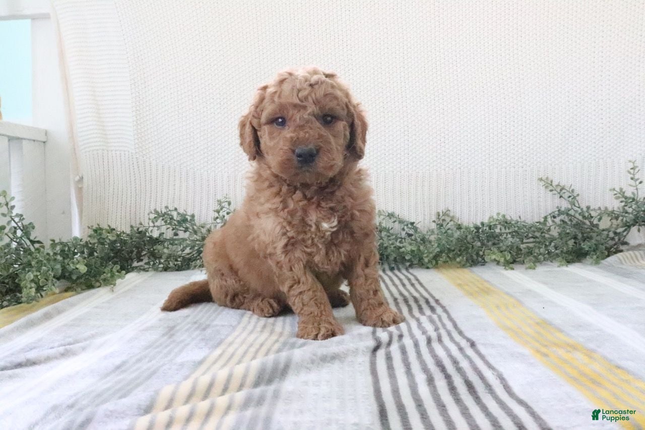 Mini Goldendoodle dogs Ryan - Ad 2
