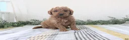 Mini Goldendoodle dogs for sale: Ryan - Ad 2