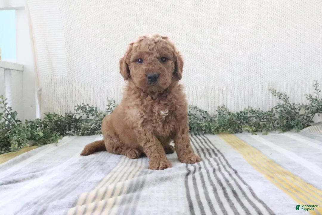 Mini Goldendoodle dogs for sale: Ryan - Ad 2