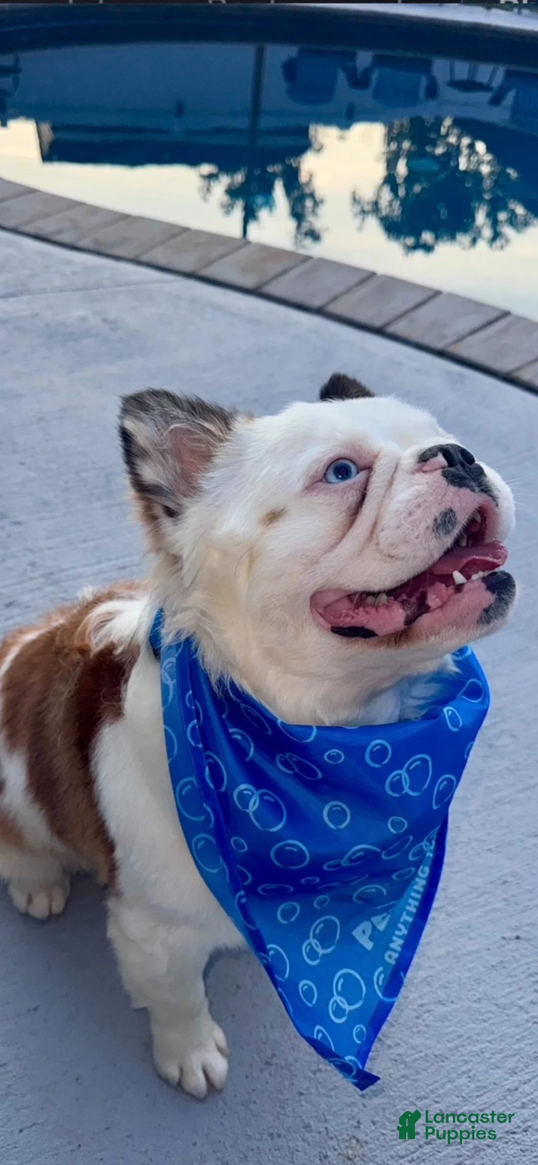 French Bulldog dogs for sale: French Bulldog 1 - Ad 2