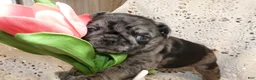 Pug dogs for sale: Pug 5 - Ad 4