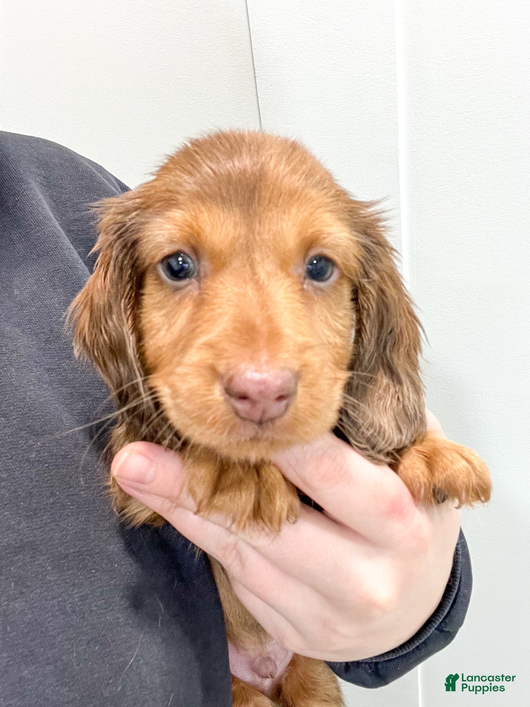 Miniature Dachshund dogs for sale: Tyson - Ad 6