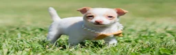 Chihuahua dogs for sale: Sushi AKC - Ad 3