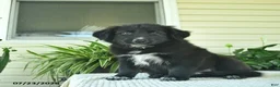 Mixed Breed dogs for sale: Rowdy  - Ad 2