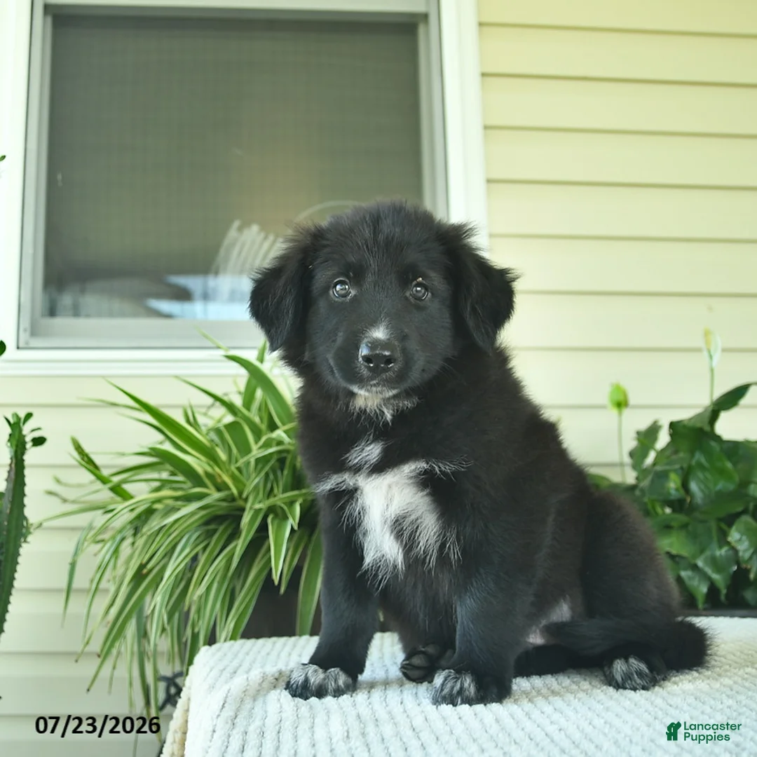 Mixed Breed dogs for sale: Rowdy  - Ad 2