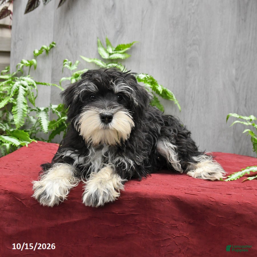 Miniature Schnauzer dogs Pedro - Ad 2