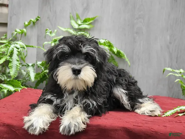 Miniature Schnauzer dogs Pedro - Ad 2