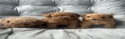 Toy Poodle dogs for sale: AKC Rocko - Ad 35