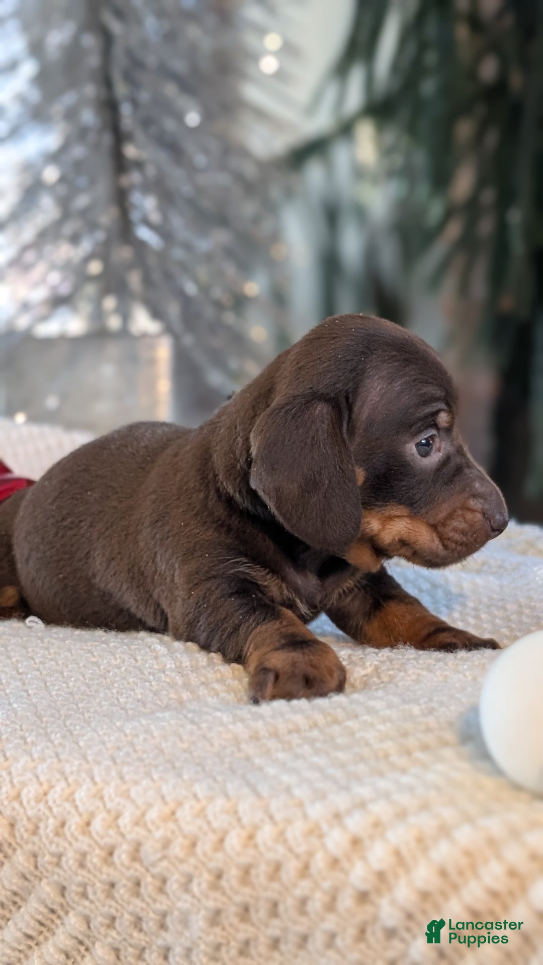 Miniature Dachshund dogs for sale: Izzy - Ad 7