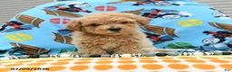 Bichpoo dogs for sale: Chief - Ad 5