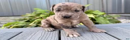 Great Dane dogs for sale: Anastasia  - Ad 4