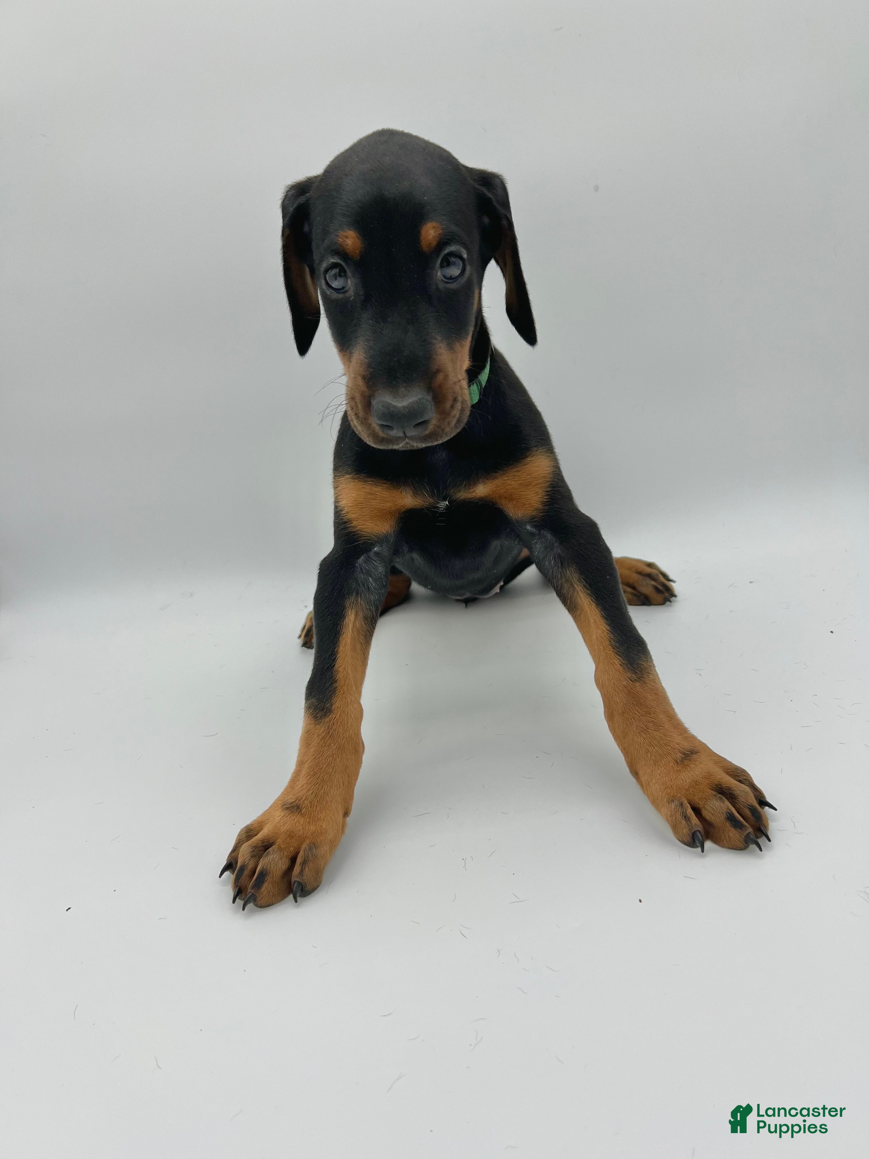 Doberman Pinscher dogs Green - Ad 16
