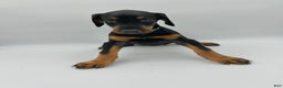Doberman Pinscher dogs for sale: Green - Ad 1