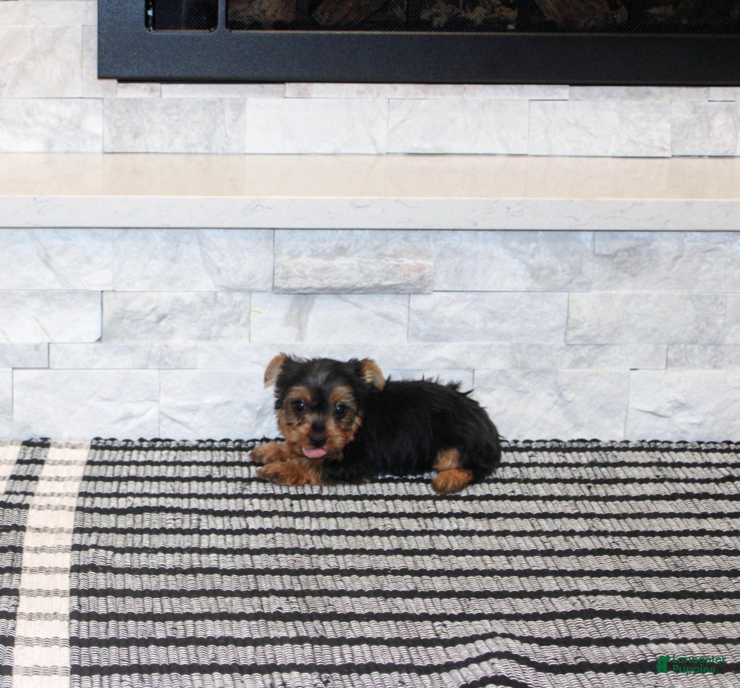 Yorkshire Terrier dogs Radar - Ad 21