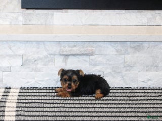 Yorkshire Terrier dogs Radar - Ad 21